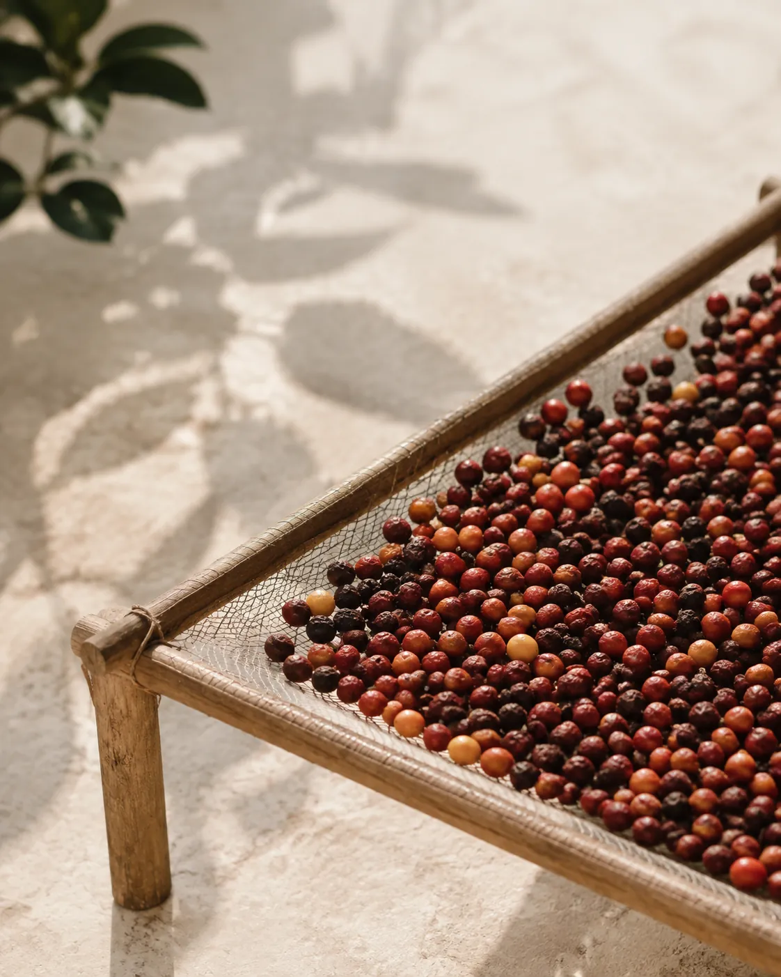 Coffee cherries drying in a thin layer on a raised mesh bed under bright sun, some red and some dried dark and shrivelled