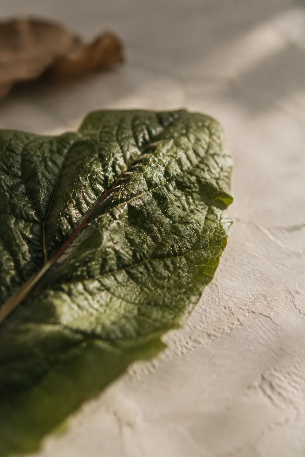 A macro view of a lemon balm leaf surface in raking light showing the fine texture and tiny surface glands