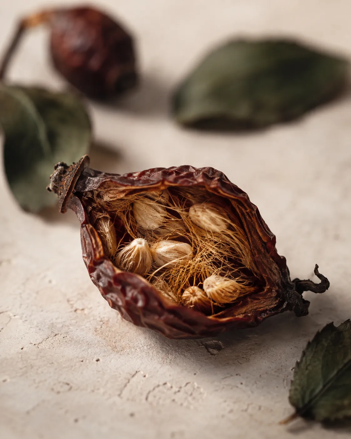 A dried rosehip split open, the hollow seed cavity showing pale seeds and a dense mass of fine hairs