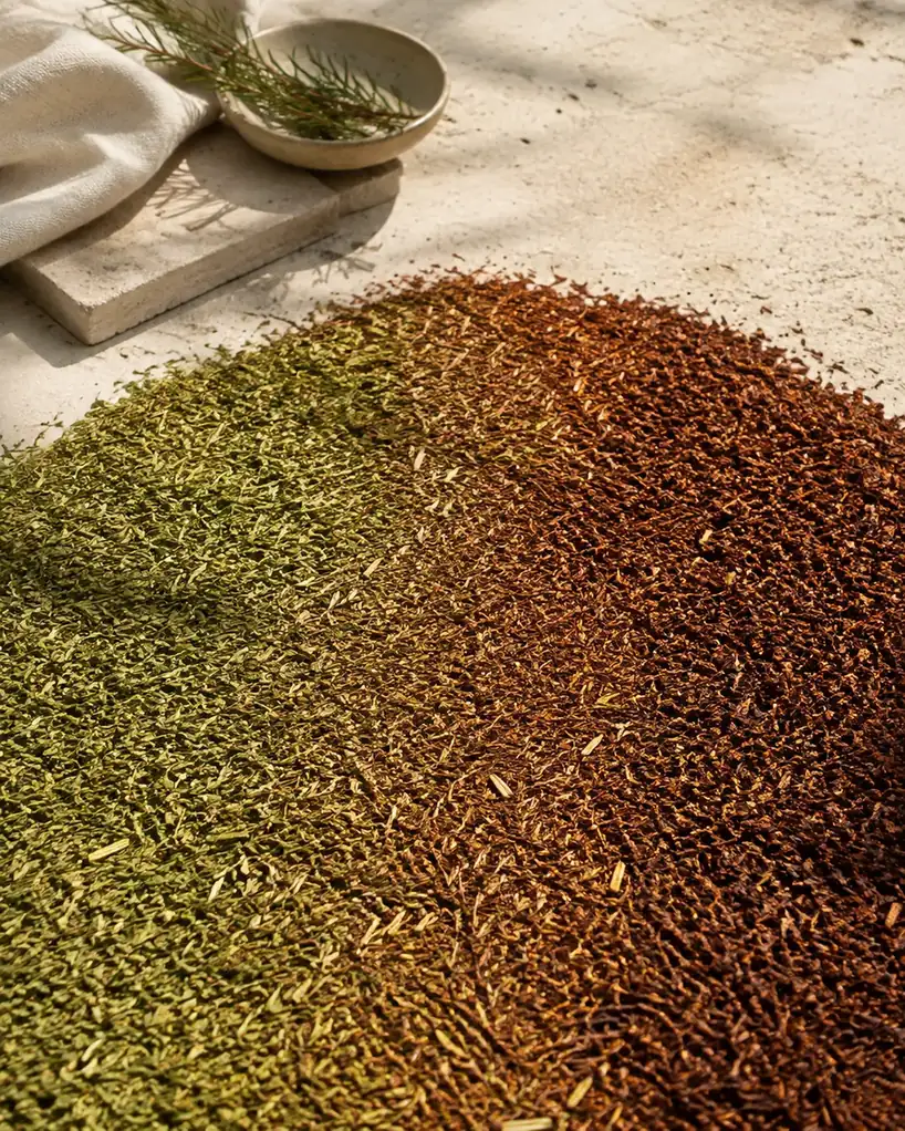 A heaped bed of cut rooibos oxidising in the sun, the surface graduating from green to deep red