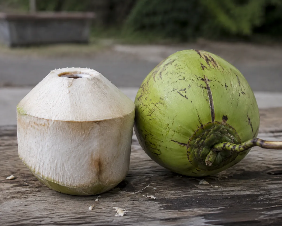 A young green coconut cut open at the top beside a mature brown hairy one