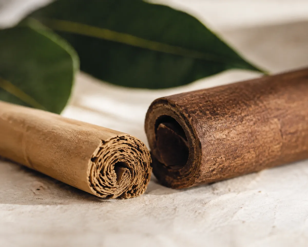 Close view of the cut end of a pale tan cinnamon quill showing many thin rolled layers, beside the cut end of a thick dark single-layer stick
