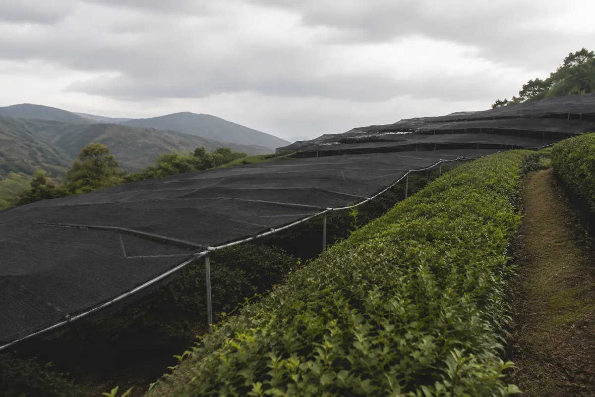 Rows of tea bushes on a terraced hillside under black woven shade covers, a strip of uncovered bright green bushes beside them