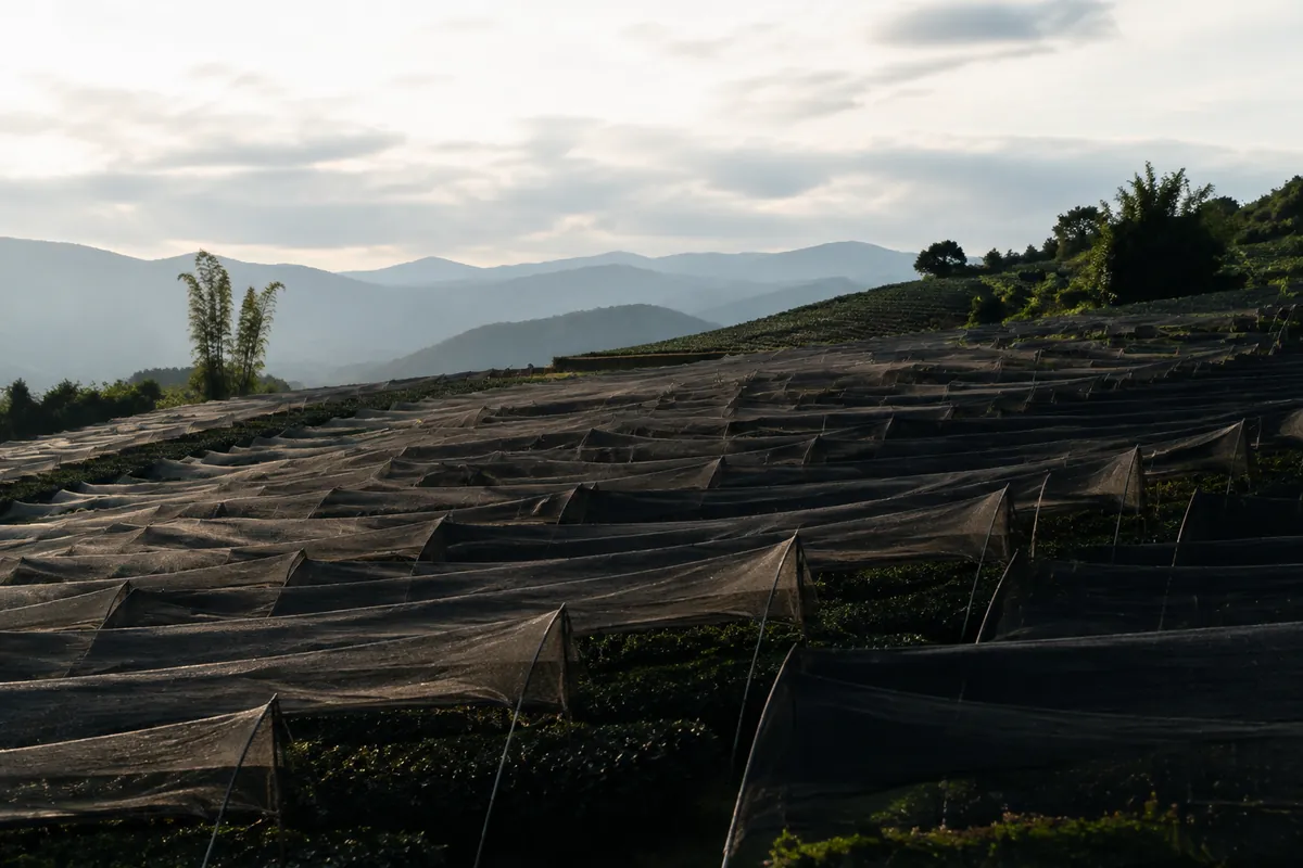 Rows of tea bushes under black shade netting on a hillside, the leaves in deep green shadow beneath