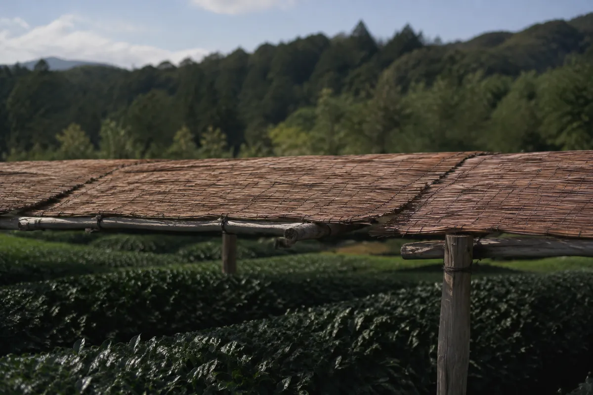 Reed screens laid on a frame over rows of tea bushes, the leaves in deep shade beneath