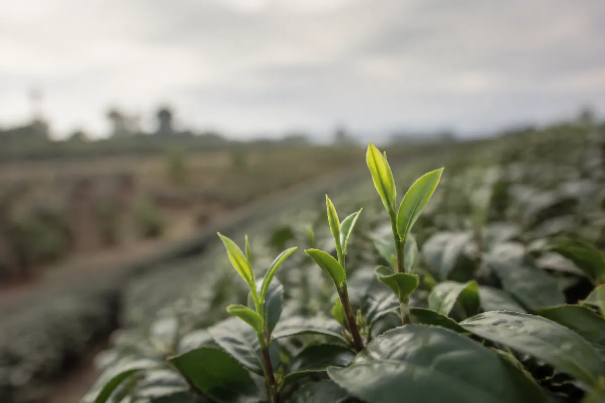 Young bright green tea shoots with a bud and two small leaves on a low bush, the rest of the row blurred behind