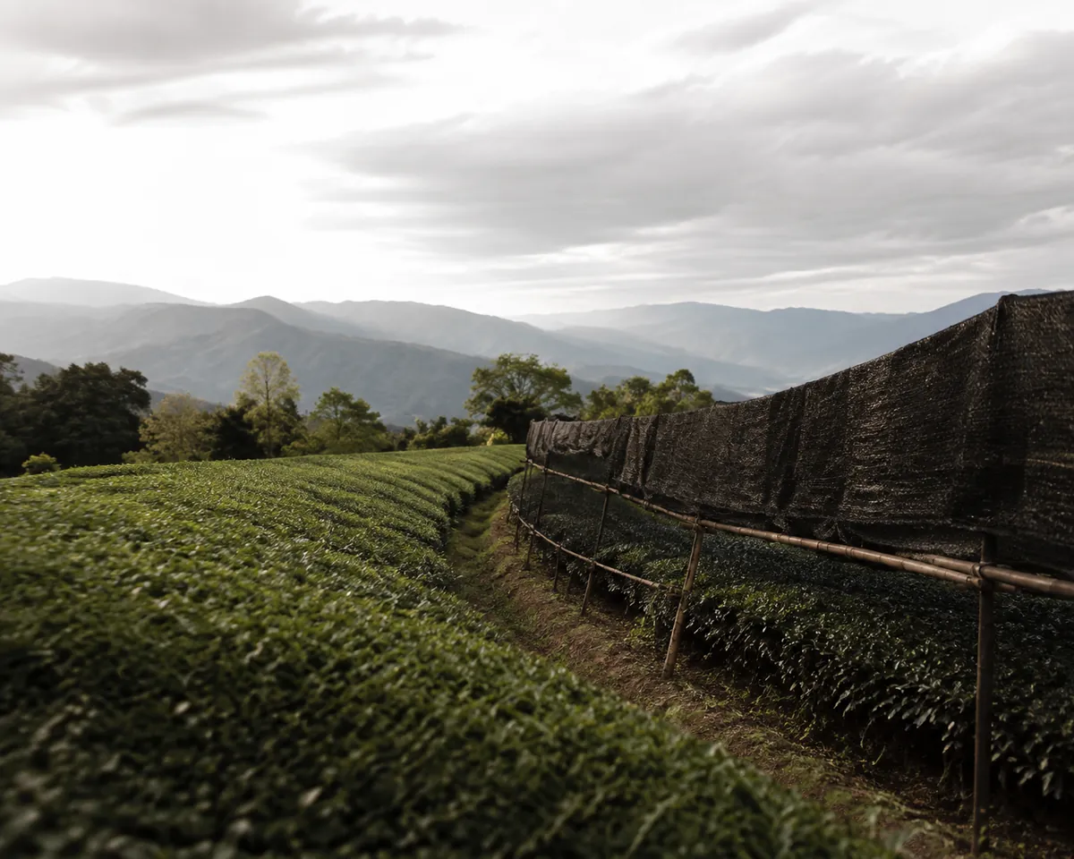 The edge of a tea field where dark reed screens on wooden frames stop, showing bright green sunlit bushes on one side and near-black shaded bushes on the other