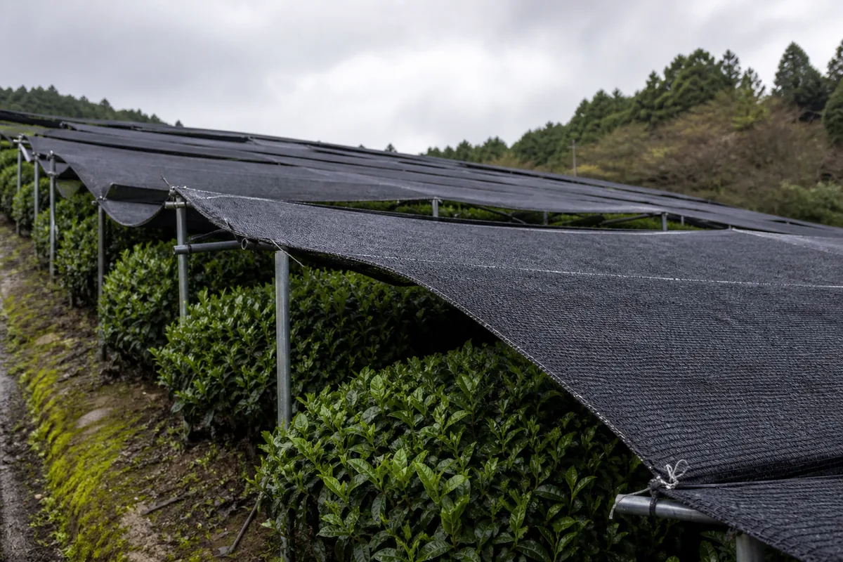 Rows of green tea bushes growing under dark shade netting held on frames above them, on a hillside tea field under overcast light