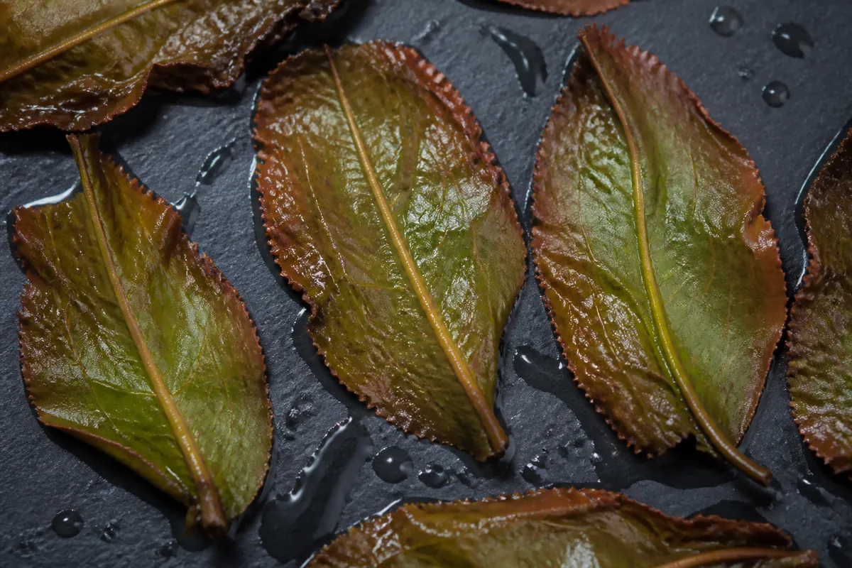 Spent oolong leaves opened flat on dark slate, each clearly green in the centre and reddish-brown around the edge where oxidation ran inward