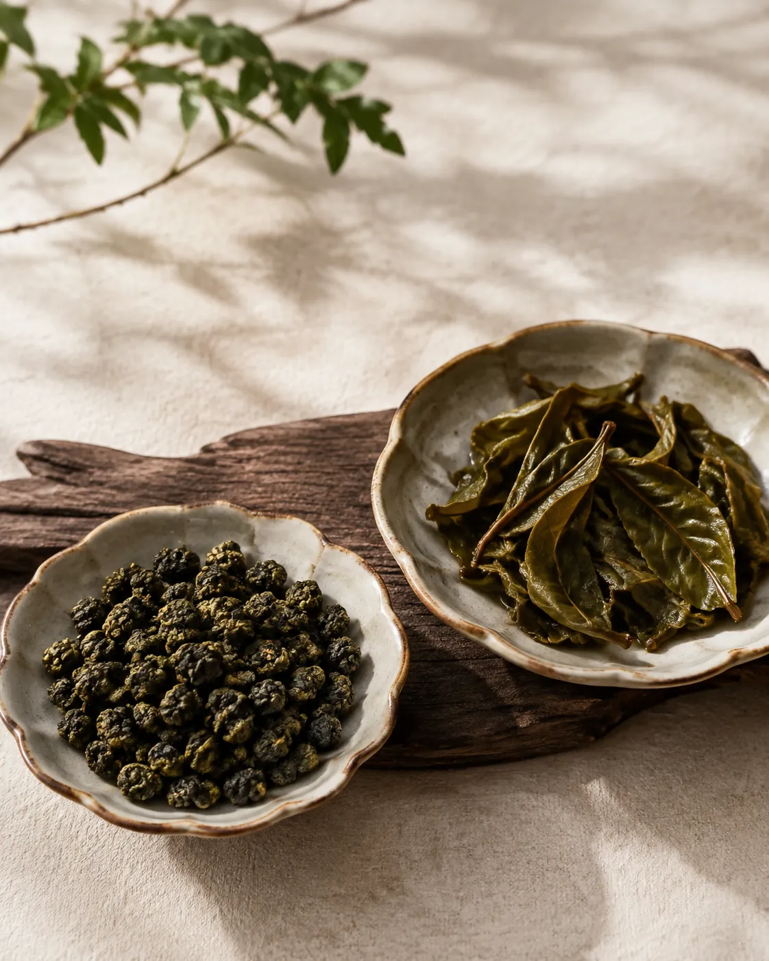 Tightly rolled oolong pellets in a dish beside the same leaf unfurled after brewing