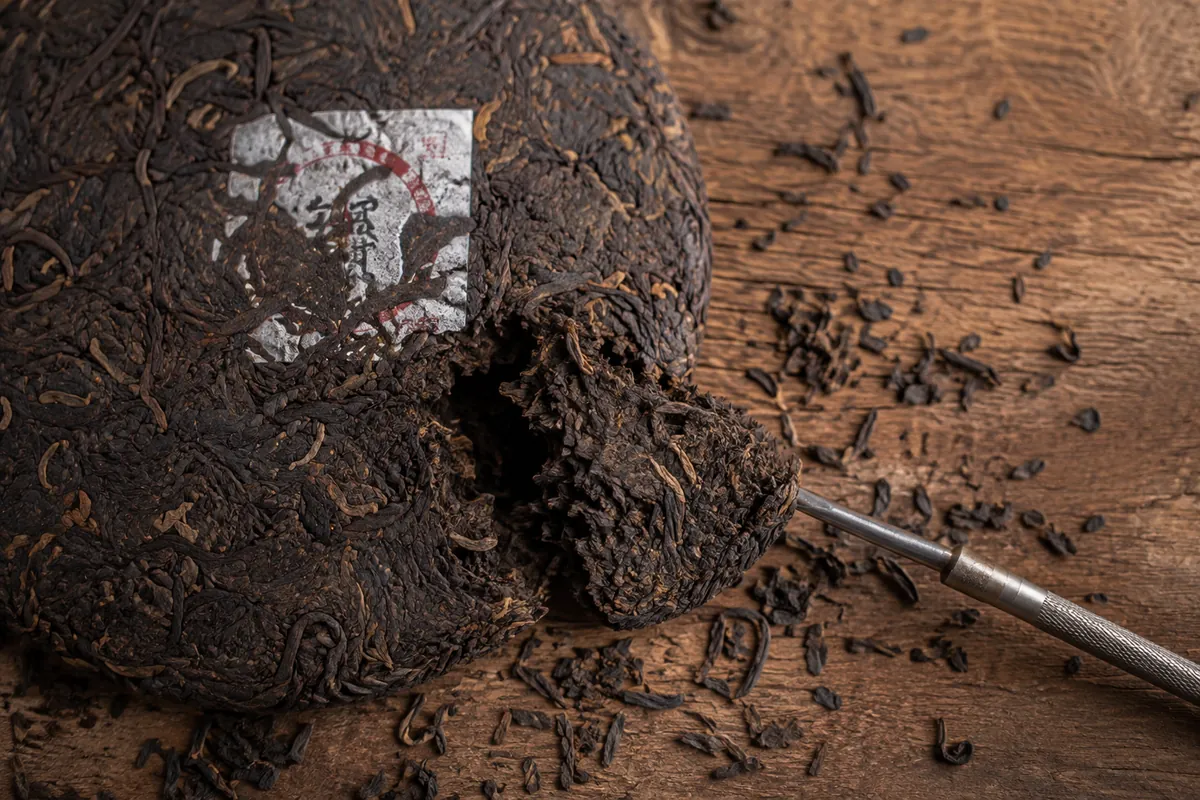 A metal tea pick levering a wedge of whole leaf from the edge of a compressed pu-erh disc, showing the pressed layers in the broken face