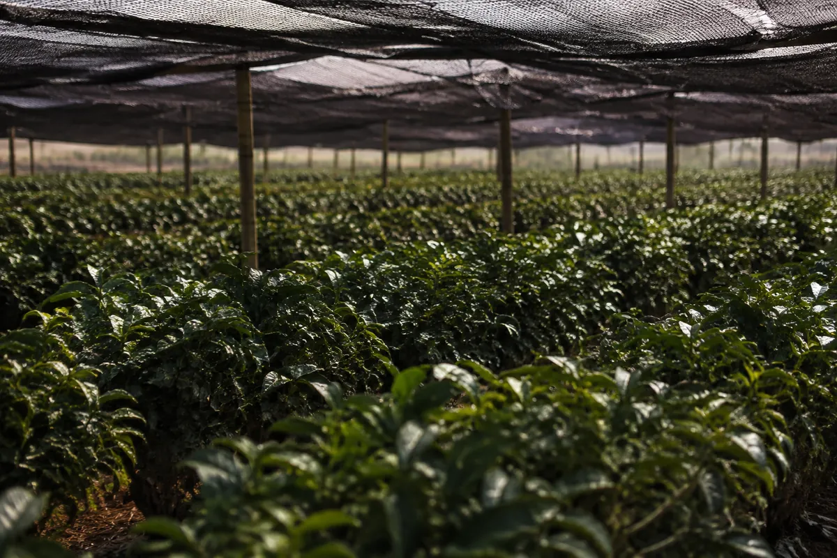 Rows of tea bushes under black shade netting with light filtering through